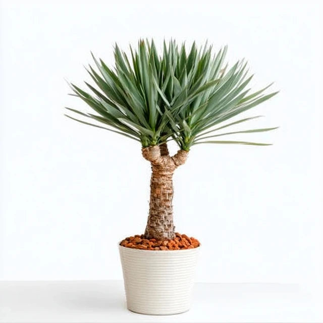Yucca Rostrata - 140 - 160cm - Ø55