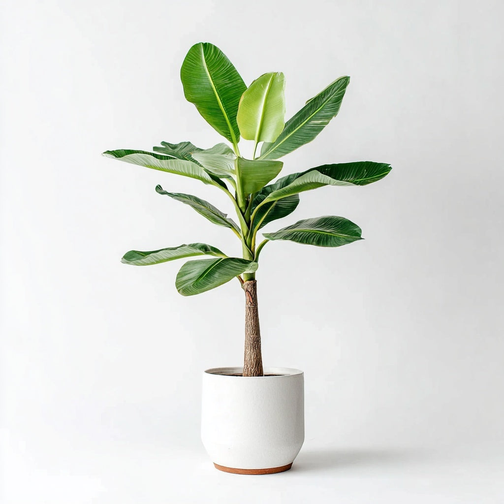 Bananenplant (Musa) - 150 cm - Ø27cm