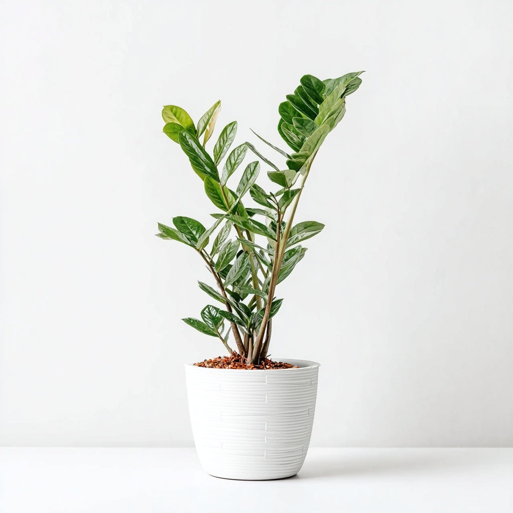 Zamioculcas - 75 cm - Ø17cm