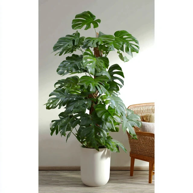 Combi deal - Monstera Pertusum XL inclusief elho Jazz Round wit Ø26 - 150 cm