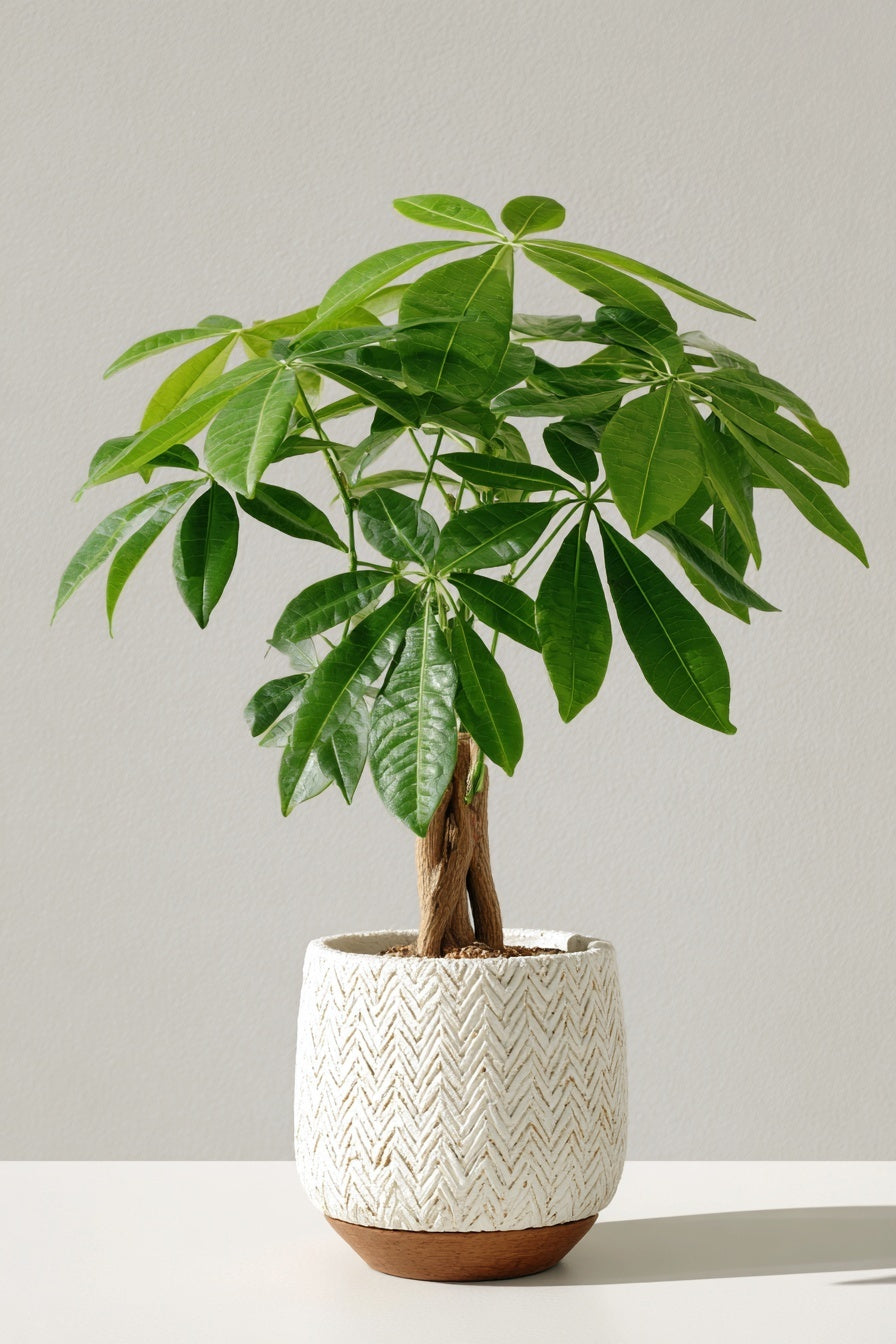 Pachira Aquatica Geflochtener Stamm - 2 Stücke - Ø12cm - ↕35cm