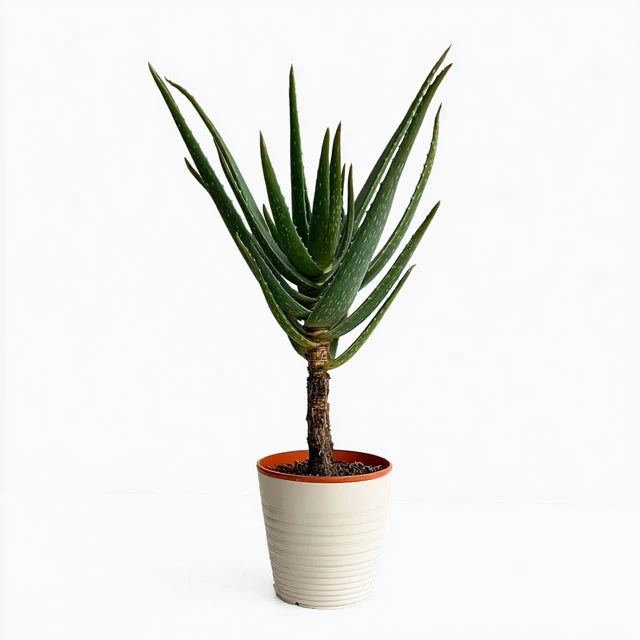 Aloë Barberae - 160 cm - Ø30cm