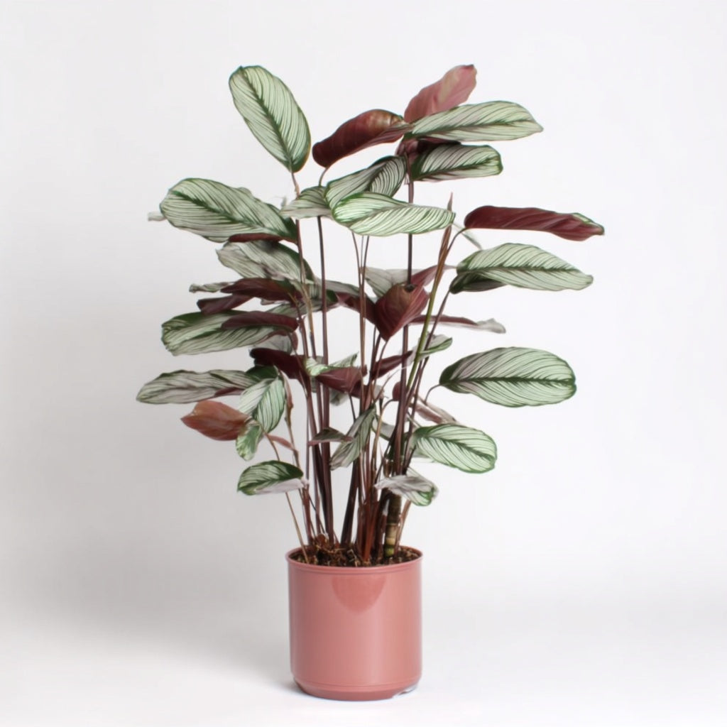 Ctenanthe Oppenheimiana - Ø21cm - ↕100cm