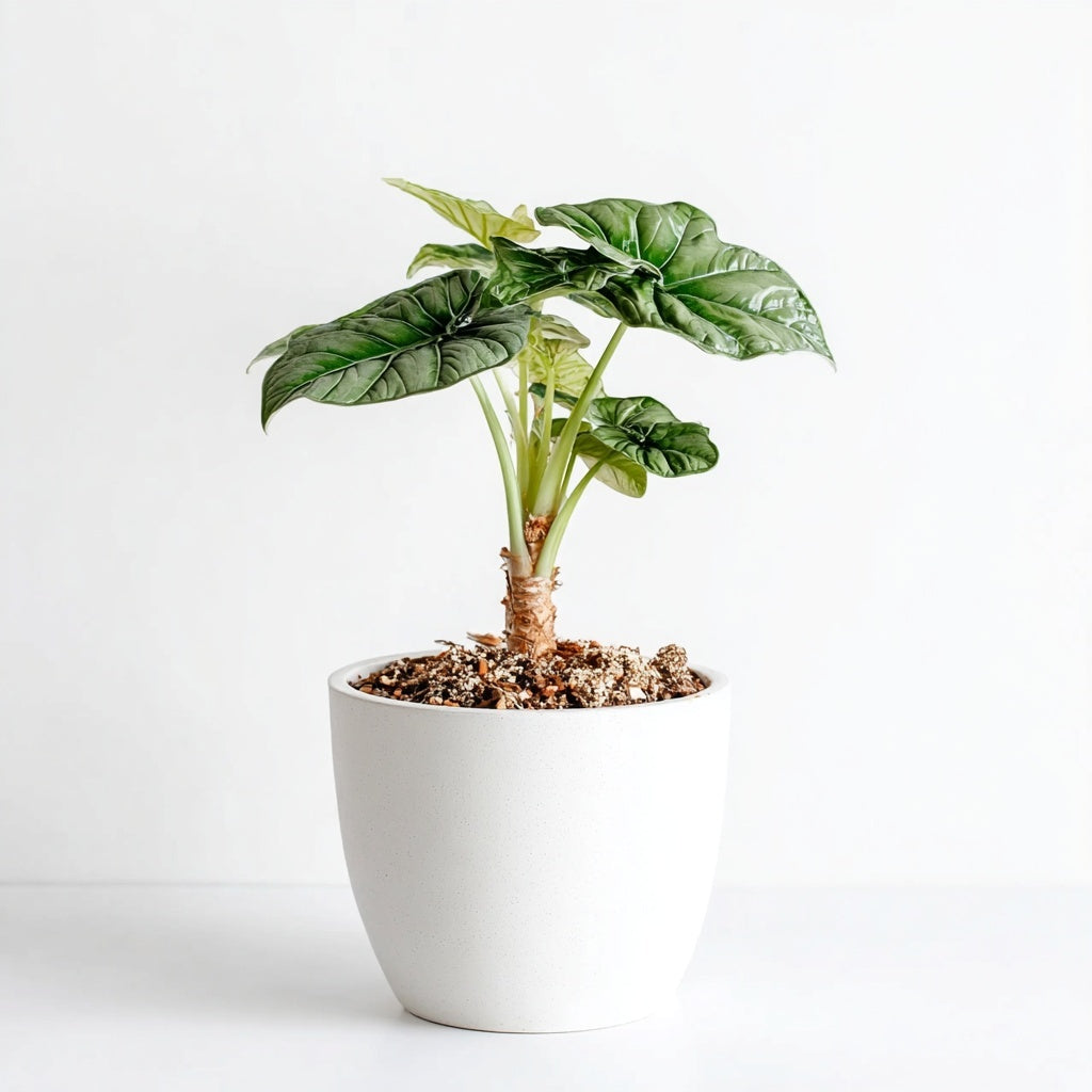 Alocasia Silver Dragon - Ø12cm - ↕25cm