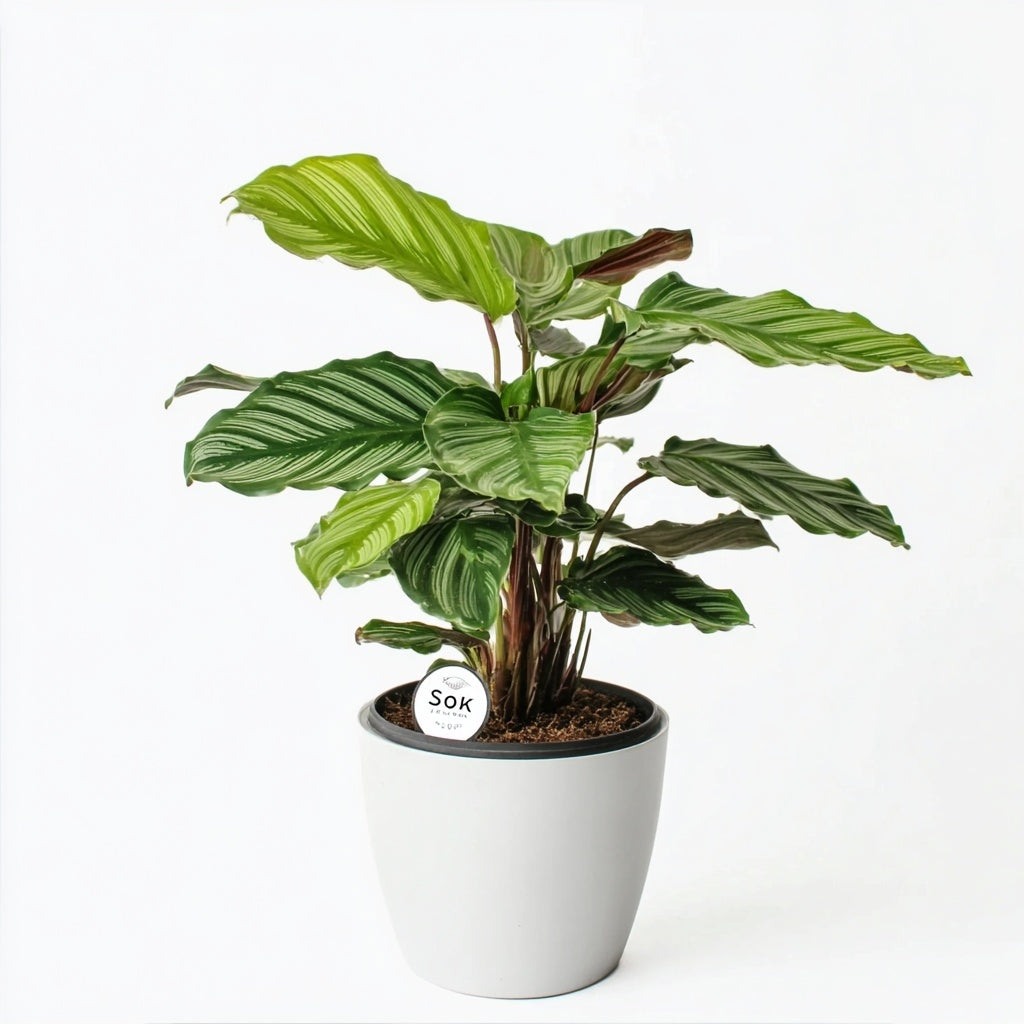 Calathea Majestica Princeps - Ø14cm - ↕45cm