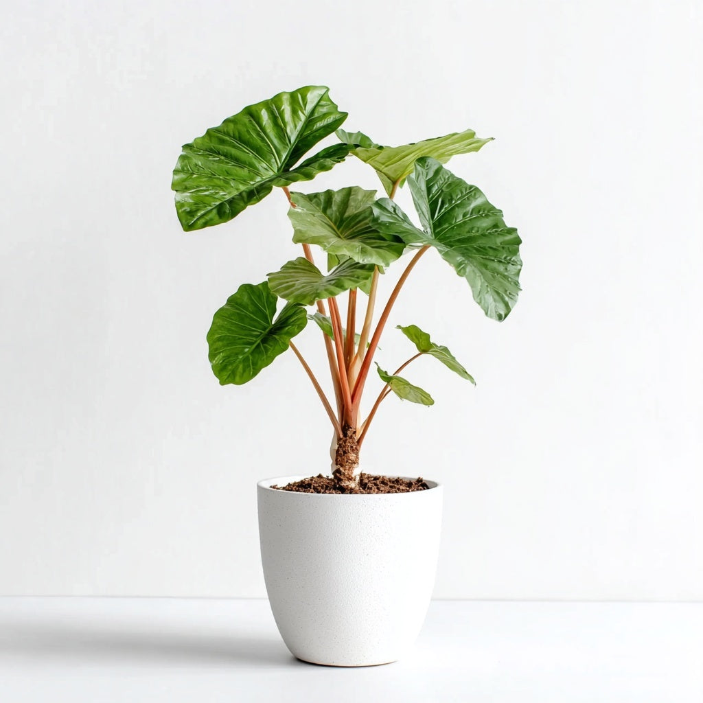 Alocasia Portodora - 140 cm - Ø34cm