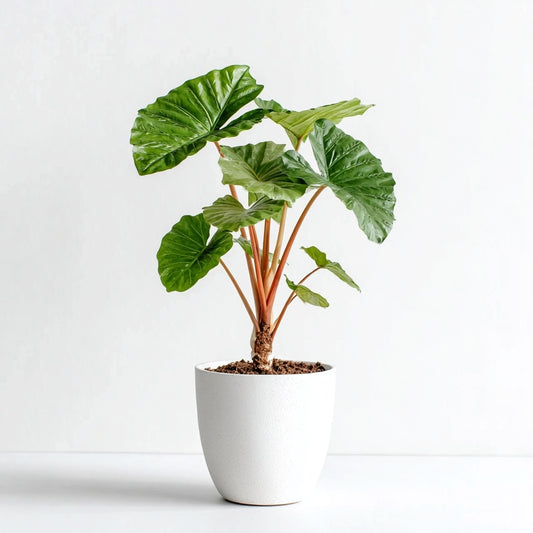 Alocasia Portodora - 140 cm - Ø34cm