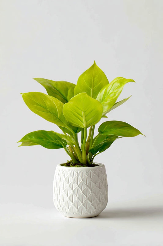 Philodendron Lime - Ø12cm - ↕20cm