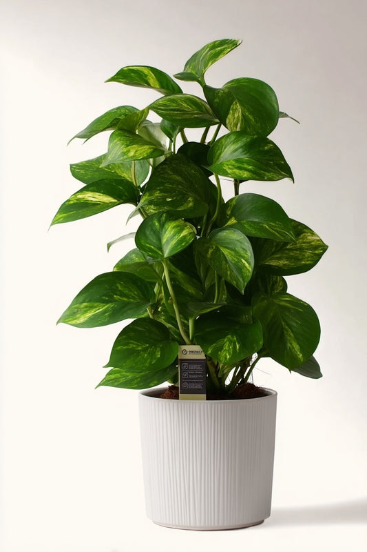 Scindapsus (Epipremnum) - Ø15cm - ↕50cm