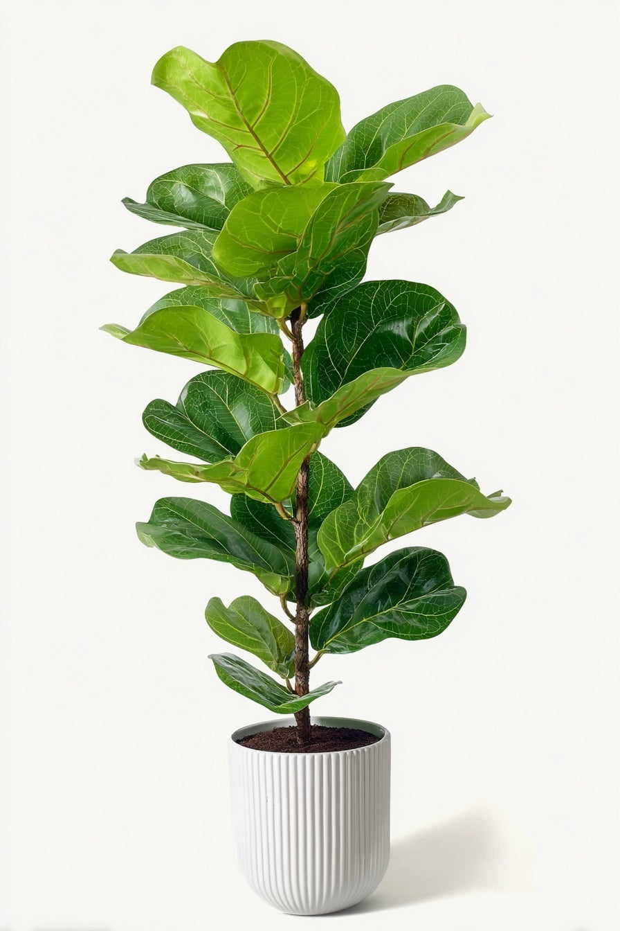 Ficus Lyrata struik - 155 cm - Ø27