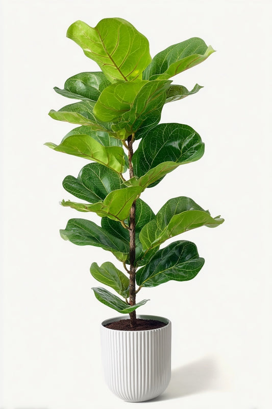 Ficus Lyrata struik - 155 cm - Ø27
