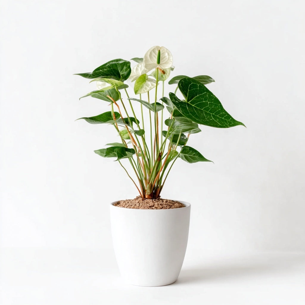 Anthurium Chrystallium - 35 cm - ø12