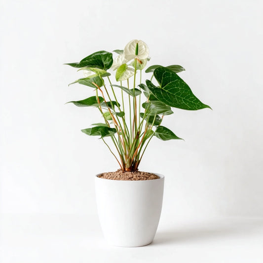 Anthurium Chrystallium - 35 cm - ø12