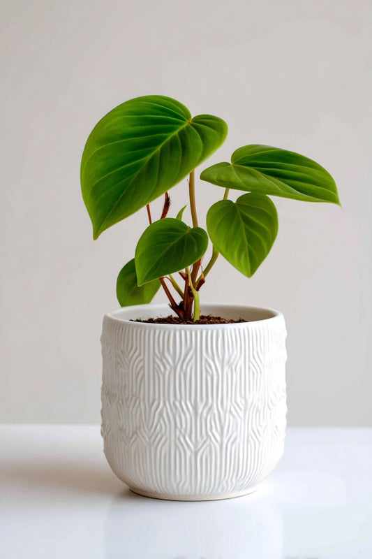 Philodendron Pittieri - Ø12cm - ↕30cm