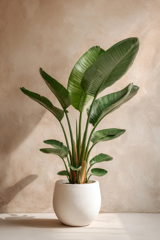 Strelitzia Nicolai - 70-90 cm - ø17