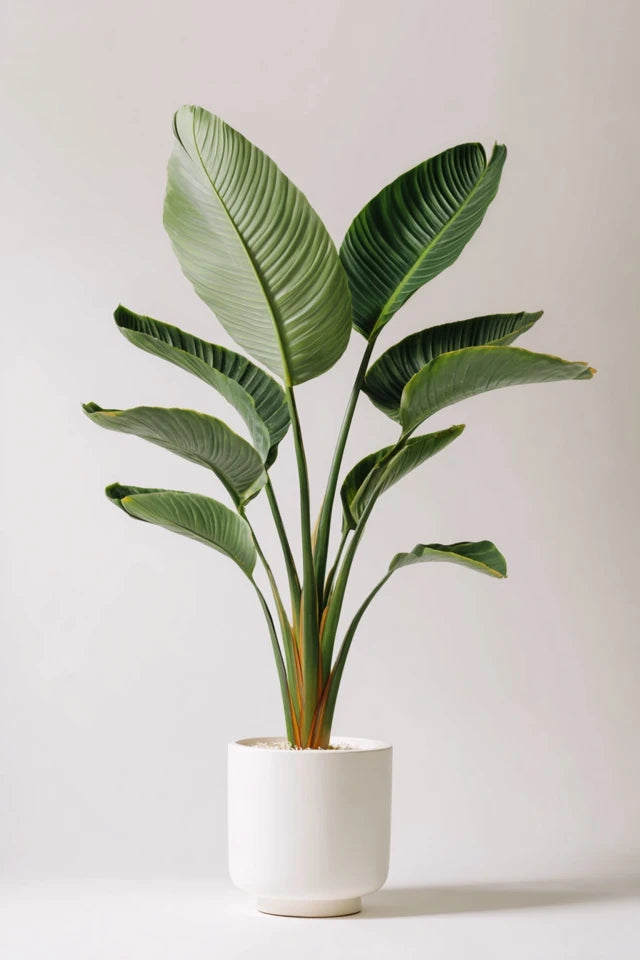 Strelitzia Reginae - 100 cm - Ø19