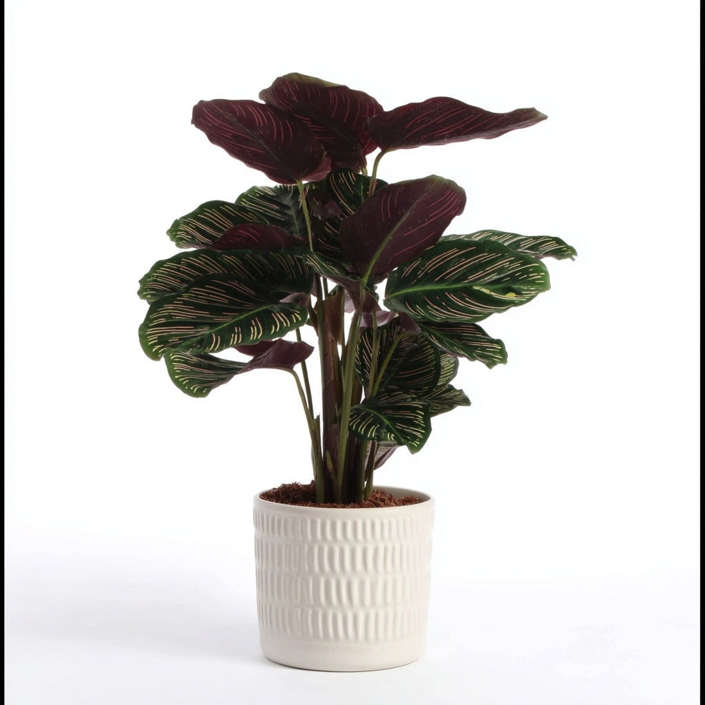 Calathea Warscewiczii - 100 cm - Ø21cm