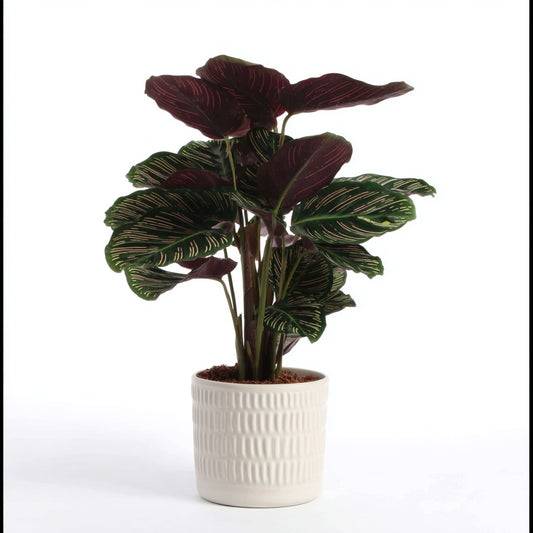 Calathea Warscewiczii - 100 cm - Ø21cm