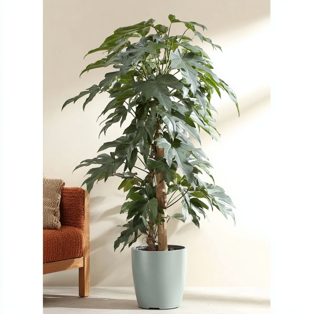 Epipremnum Pinnatum Cebu Blue - Ø17cm - ↕65cm