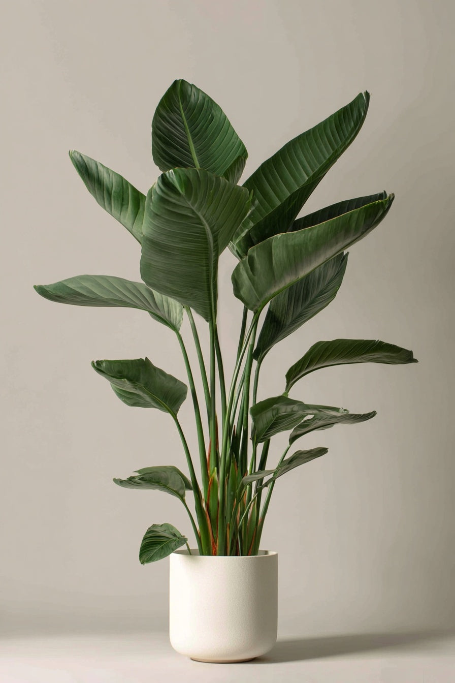 Strelitzia Augusta - 160 cm - Ø24