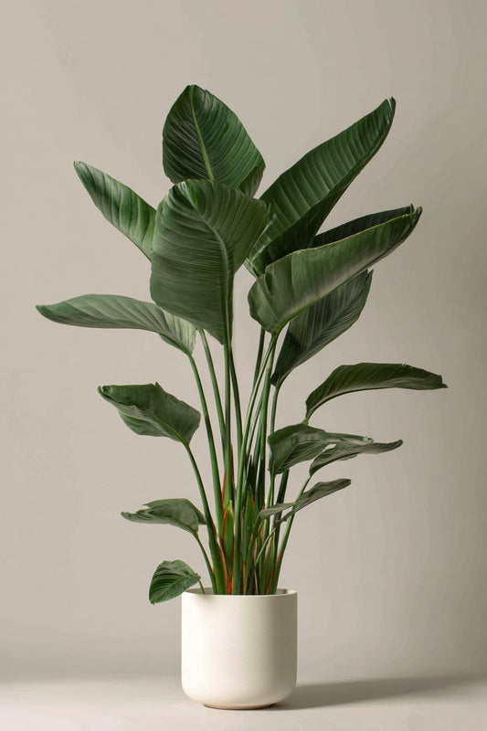 Strelitzia Augusta - 160 cm - Ø24