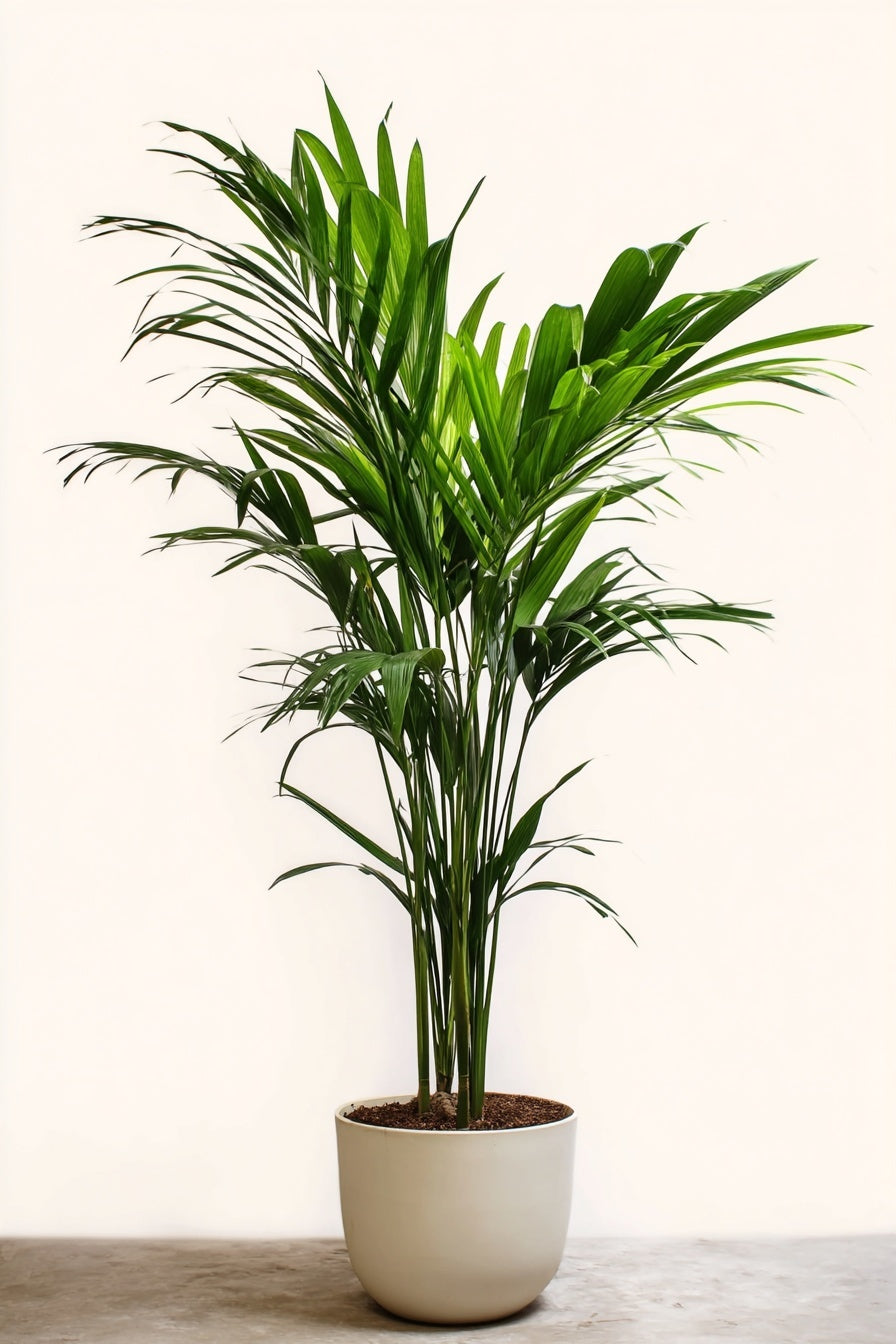 Howea Forsteriana (Kentia) 5 Pit 120-140cm - Ø21cm - ↕120cm