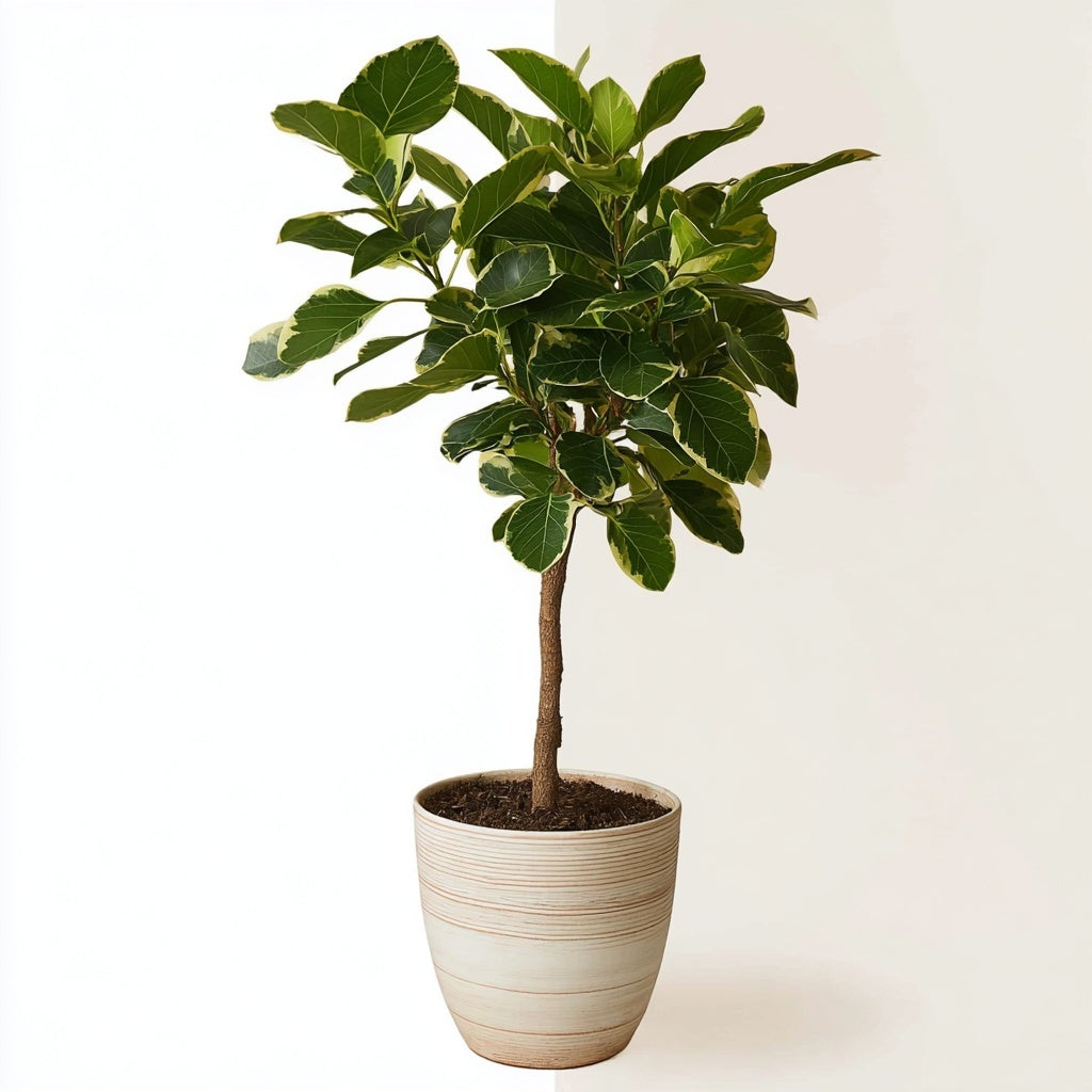 Ficus Altissimo variegata - 100 cm - Ø24cm