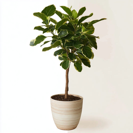Ficus Altissimo variegata - 100 cm - Ø24cm