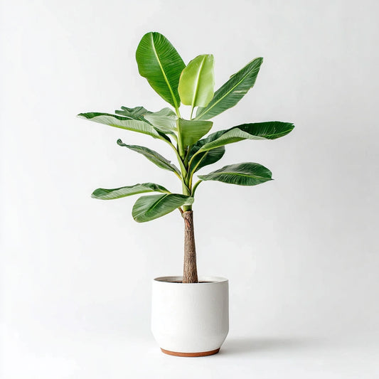 Bananenplant (Musa) - 150 cm - Ø27cm