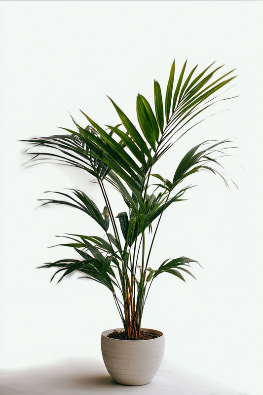 Kentia Palm - 130 cm - Ø21cm