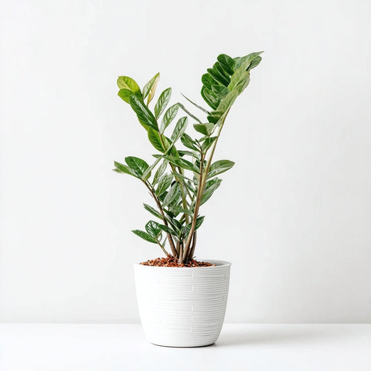 Zamioculcas - 75 cm - Ø17cm