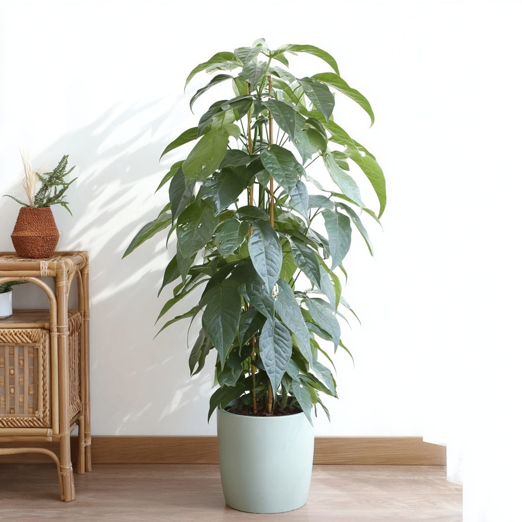 Epipremnum Pinnatum Cebu Blue - Ø17cm - ↕65cm