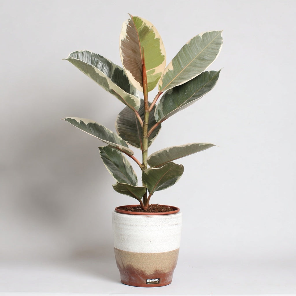 Ficus Elastica Tineke - Ø17cm - ↕60cm