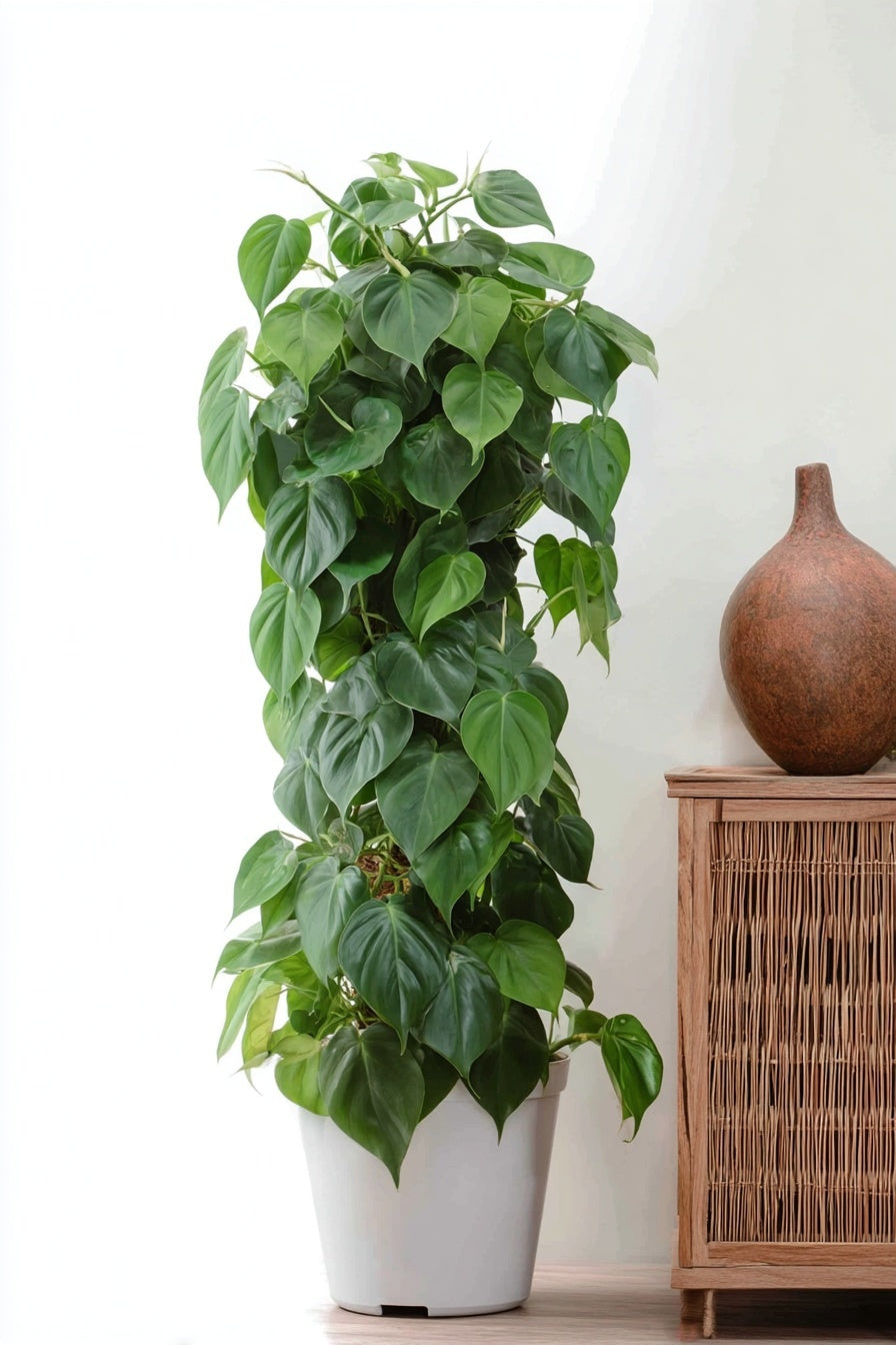 Philodendron Scandens mosstok - 150 cm - ø27