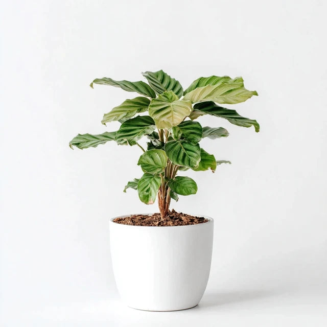 Calathea Compactstar - 90 cm - Ø21cm