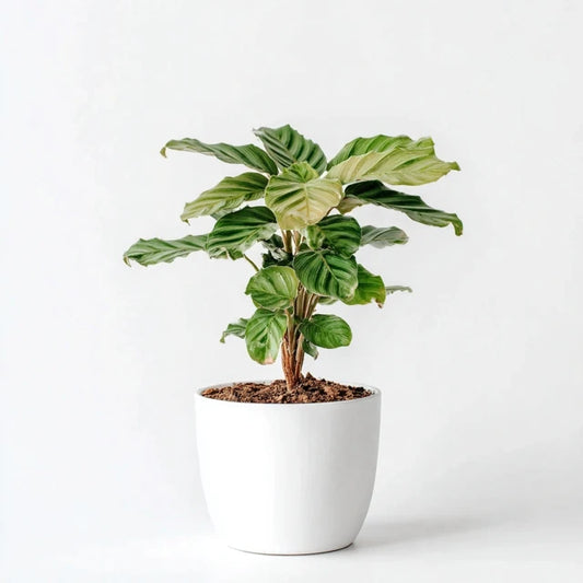 Calathea Compactstar - 90 cm - Ø21cm