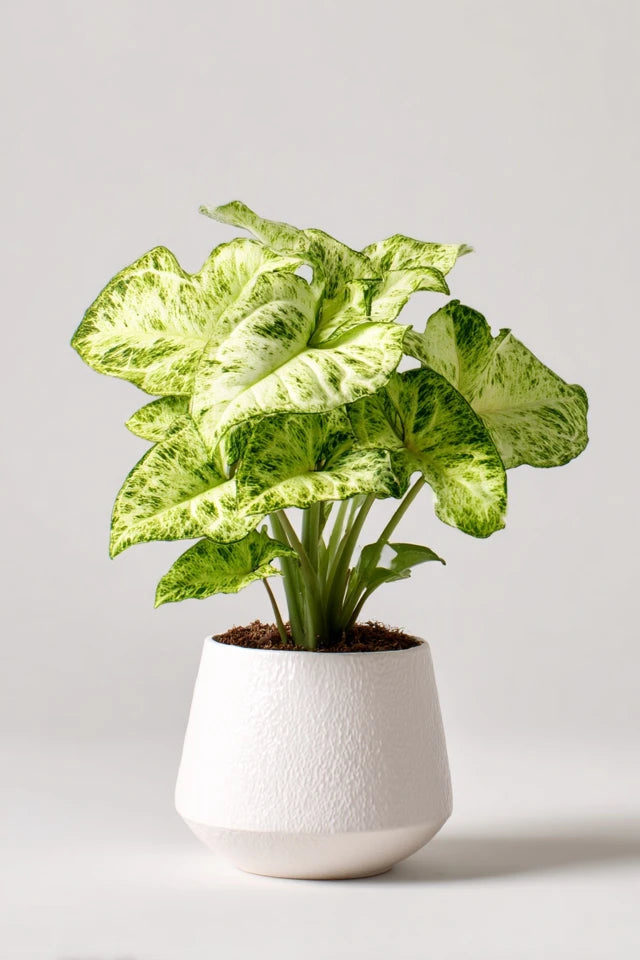 Syngonium Mottled - 25 cm - ø12