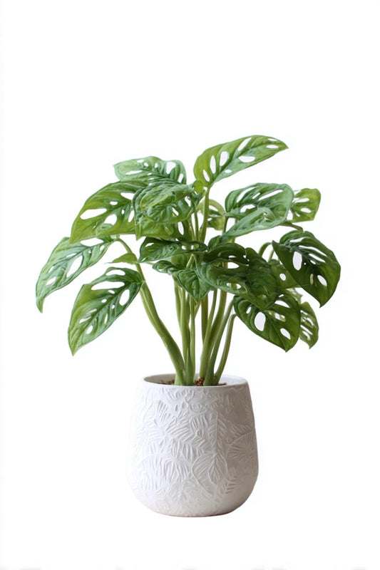 Monstera obliqua 'Monkey Leaf' - 25 cm - ø12