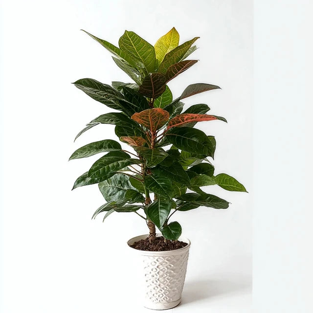 Codiaeum (Croton) Iceton vertakt - 120 cm - Ø24cm