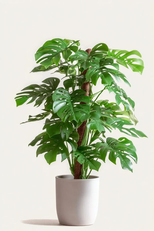 Monstera Minima - Ø19cm - ↕80cm