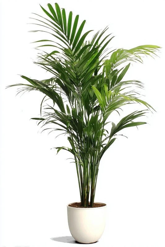 Howea Forsteriana (Kentia) 5 Pit 120-140cm - Ø21cm - ↕120cm