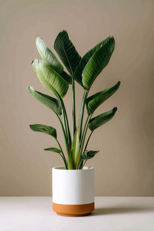 Strelitzia Reginae - 100 cm - Ø19