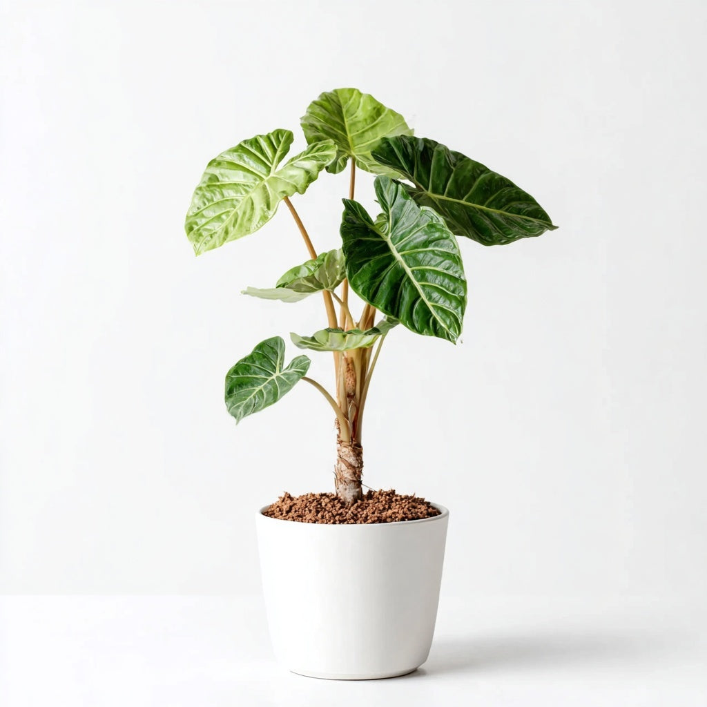 Alocasia Low Raider - 75 cm - Ø26cm