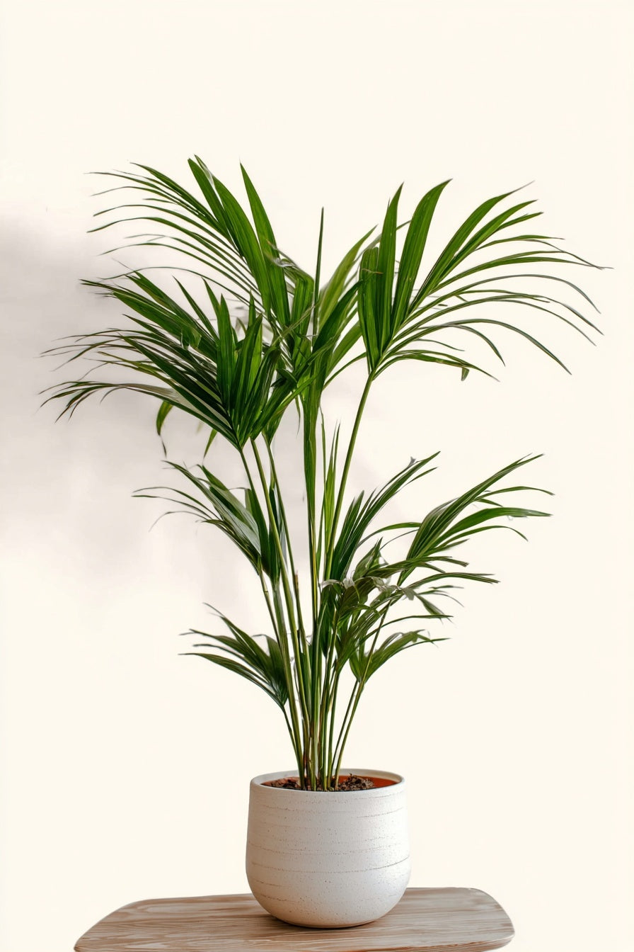 Kentia Palm - 130 cm - Ø21cm