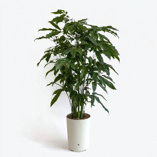 Caryota Mitis - 130 cm - Ø19cm