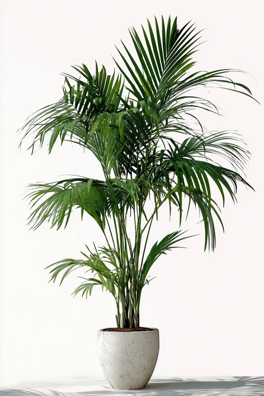 Kentia Palm XXL - 260cm - ø35