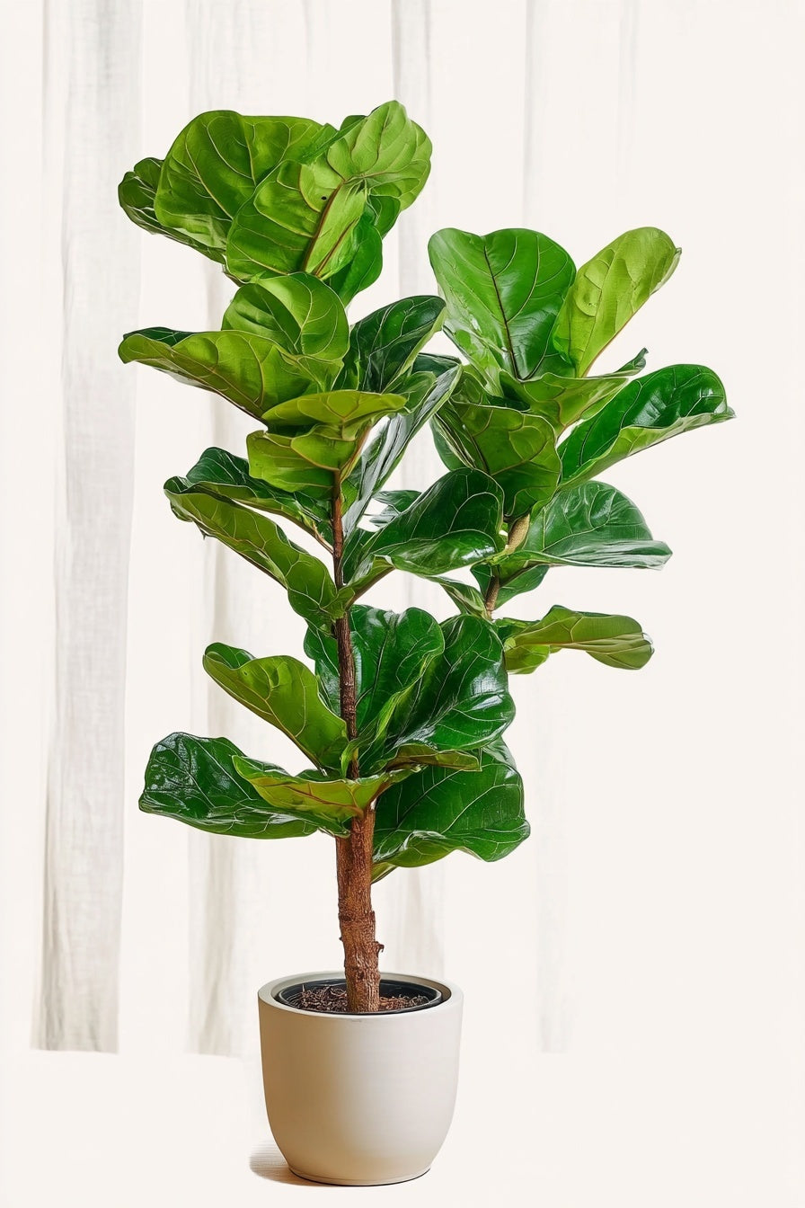 Ficus Lyrata struik - 155 cm - Ø27