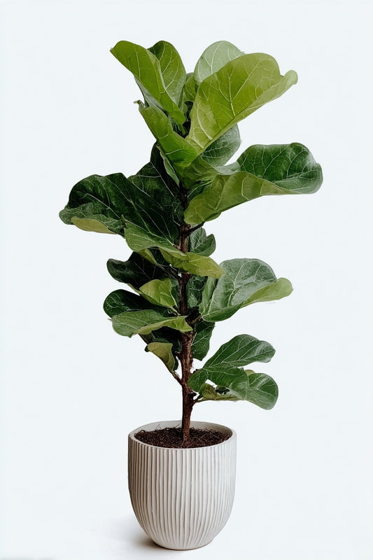 Ficus Lyrata vertakt - 180cm - ⌀32