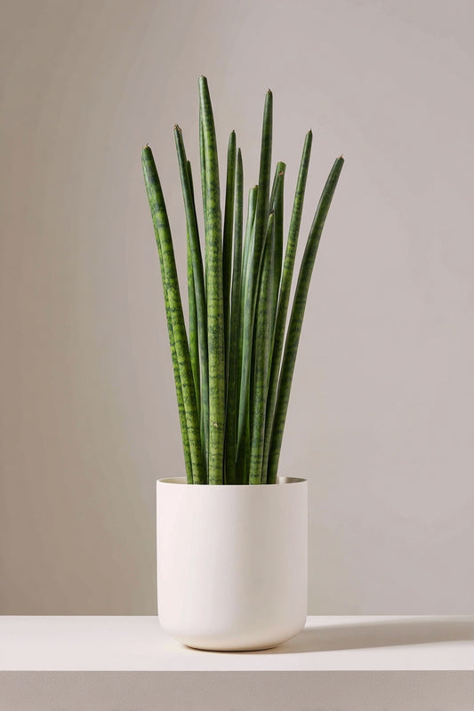 Sansevieria cylindrica 'Spaghetti' - 40 cm - ø10,5