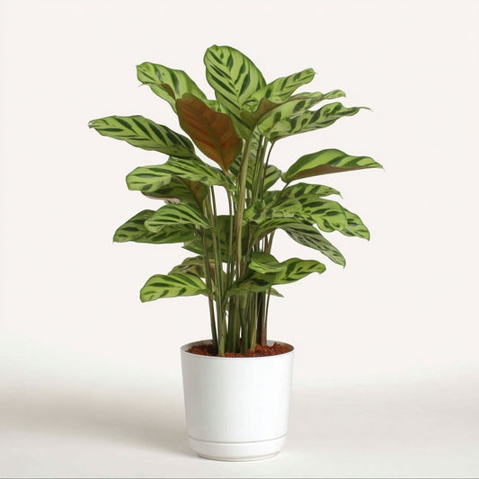 Calathea Leopardina - 35 cm - Ø12cm